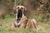 FILA BRASILEIRO 004